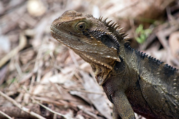 this is a side view of a water dragon
