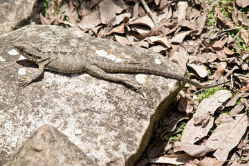 this is a close up of a water dragon lizard