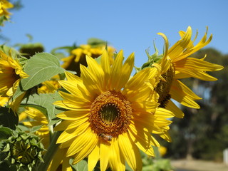 sunflower in the field
