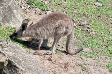 Naklejka na ściany i meble the joey Western grey kangaroo is eating grass