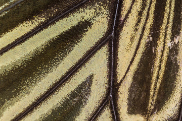Close up of Butterfly wing pattern