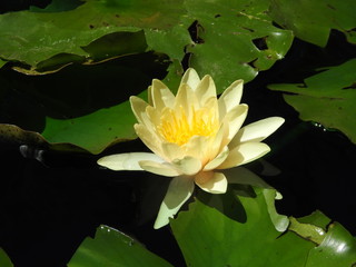 yellow water lily in pond
