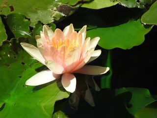 pink water lily in pond
