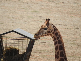 giraffe eating at the zoo