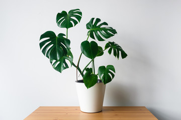 Beautiful monstera flower in a white pot stands on a wooden table on a white background. The concept of minimalism. Hipster scandinavian style room interior. Empty white wall and copy space. - obrazy, fototapety, plakaty