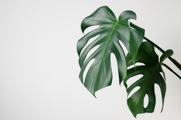 Monstera in a modern interior, the concept of minimalism and scandy style. A beautiful combination of colors: green and white. Details of a modern interior. Interior Design - obrazy, fototapety, plakaty