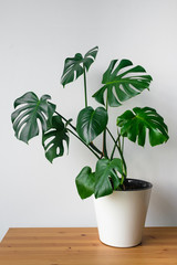 Beautiful monstera flower in a white pot stands on a wooden table on a white background. The concept of minimalism. Hipster scandinavian style room interior. Empty white wall and copy space. © kseniaso