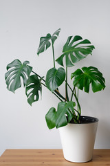 Beautiful monstera flower in a white pot stands on a wooden table on a white background. The concept of minimalism. Hipster scandinavian style room interior. Empty white wall and copy space. © kseniaso