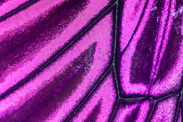Fototapeta na wymiar Close up of Butterfly wing pattern