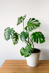 Beautiful monstera flower in a white pot stands on a wooden table on a white background. The concept of minimalism. Hipster scandinavian style room interior. Empty white wall and copy space.