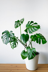 Beautiful monstera flower in a white pot stands on a wooden table on a white background. The...