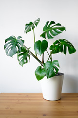 Beautiful monstera flower in a white pot stands on a wooden table on a white background. The concept of minimalism. Hipster scandinavian style room interior. Empty white wall and copy space.