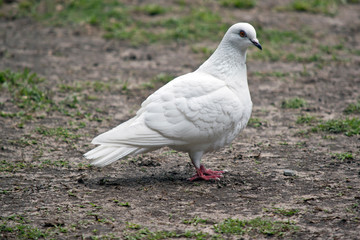 this is a side view of a white dove