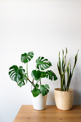 Sansevieria and Monstera in a modern interior, the concept of minimalism and scandy style. A beautiful combination of colors: green and white. Details of a modern interior. Interior Design