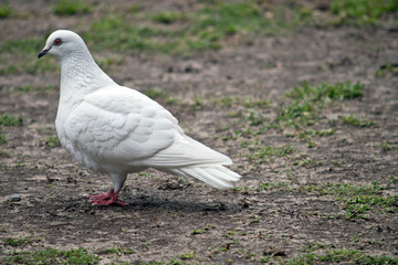 this is a side view of a white dove