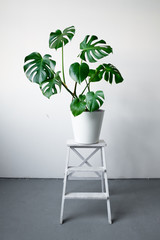 A beautiful Monstera flower in a white pot stands on a white wooden pedestal stand on a white background. The concept of minimalism. Hipster scandinavian style room interior. Empty white wall and copy