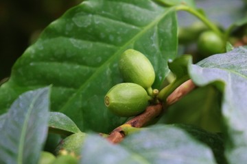 コーヒーの実　未熟　緑