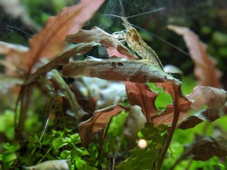 水草水槽