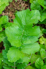 In Garden Turnip Leaf