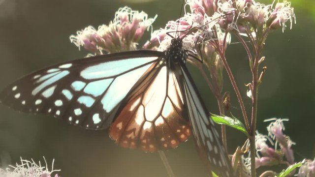 Parantica sita, the chestnut tiger butterfly feeding on nectar in Hiroshima, Japan with birds singing. It is a migrant butterfly which travels about 2,500 km in Asia. Asagimadara. Closeup shot. 4K