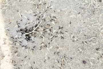 Ants in the anthill carry food for the winter