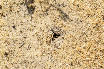 Ants in the anthill carry food for the winter