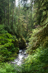 Fototapeta na wymiar stream through temperate rain forest