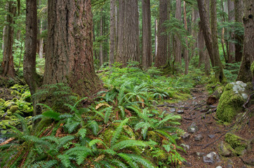 Tree trunks in temperate rain forest