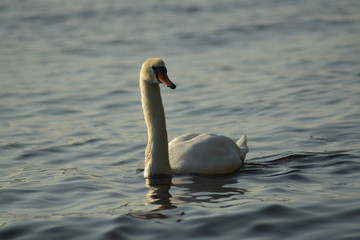 Schwan