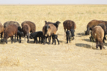 A flock of sheep with newborn lambs graze and feed the lambs in the steppe