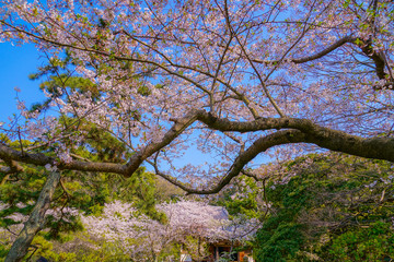 満開の桜と日本庭園