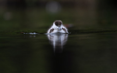 Duck in pond