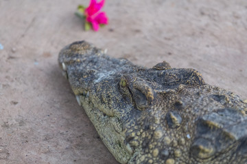 Close-up of Head crocodile