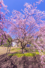 Obraz na płótnie Canvas 枝垂れ桜と晴天の青空