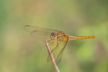 Dragonfly Perched on a Branch