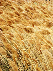 seed heads of ornamental grass wave in the autumn breeze