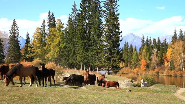 A herd of free horses goes from a watering hole to a meadow to graze. Siberia, Baikal region, Buryatia, Sayans, Tunka Valley