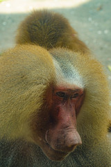 シンガポール動物園のマントヒヒのイメージ