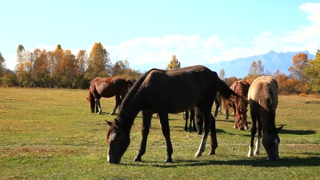 Closeup view on the herd of beautiful horses grazing in an autumn meadow against a background of yellowed forest and mountains at sunset. Siberia, Baikal region, Buryatia, Sayans, Tunka Valley