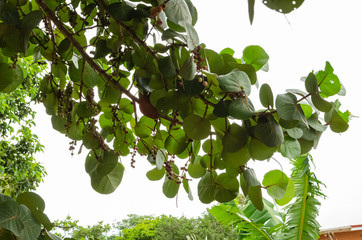 Seagrape Tree Branch With Ripe Fruits