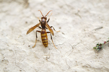 Orange bumblebee or orange hornet is an emigrant, recently settled in Kazakhstan. For a long time there were none