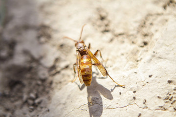 Orange bumblebee or orange hornet is an emigrant, recently settled in Kazakhstan. For a long time there were none