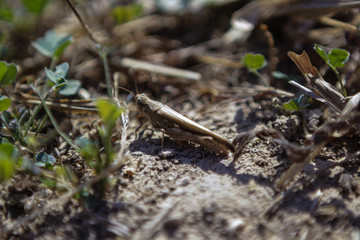A brown grasshopper hid among the grass
