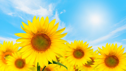 Fototapeta premium Field of blooming sunflowers at bright blue sky