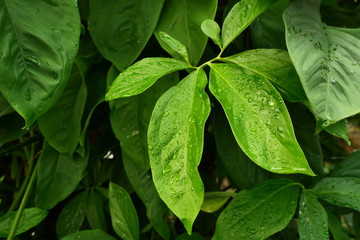 Water drops on leaf with dark green bush in background, Freshness of plants after rain fall