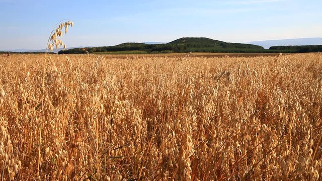 Agricultural fields during the autumn harvest. A cereal field with ripe oats on a sunny day. Rural landscape