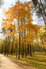 Autumn forest in the sunlight, vertical photo