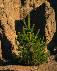 Pine growing by the shore of a lake created from an old iron ore mine in sunny autumn light. Bad Muskau, Saxony, Germany.