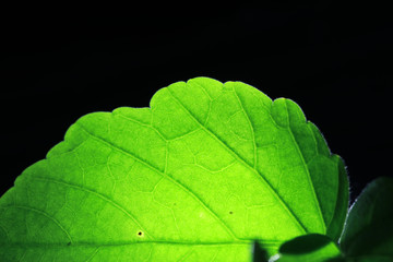 Closeup of portion of green netted veins leaf, reticulate venation of green leave with light.