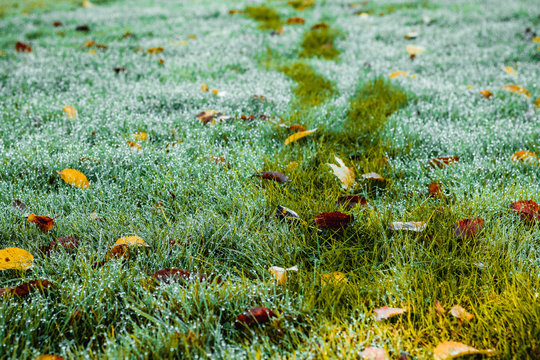Footprints on wet grass on a beautiful autumn morning. A path marked out by a man through a dewy lawn with leaves. Bad Muskau, Saxony, Germany. - Powered by Adobe